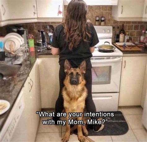 25 Goofy Memes Of German Shepherds That Will Make You Laugh All Day