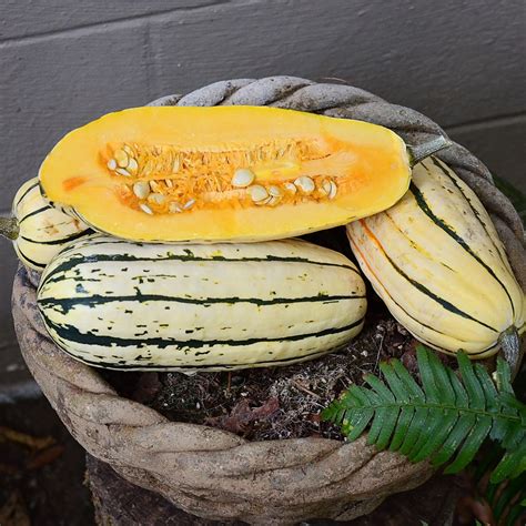 Bush Delicata Winter Squash Seed Territorial Seed