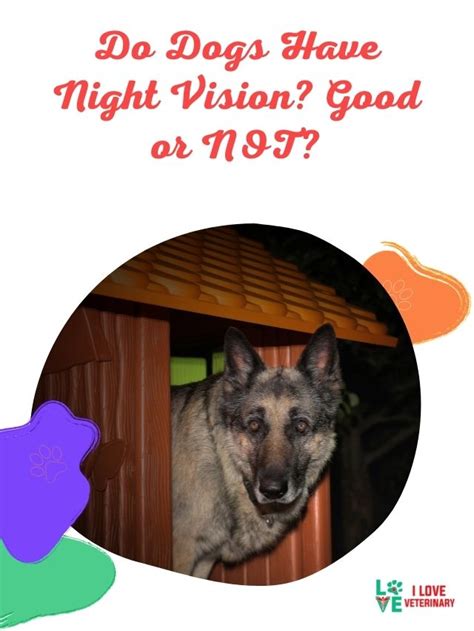 Do Dogs Have Night Vision? Good or NOT? - I Love Veterinary - Blog for ...