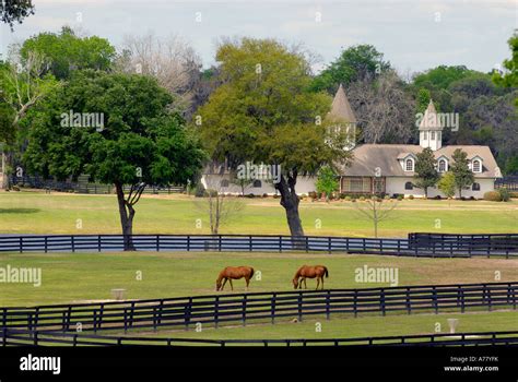 Horse Farms In Ocala Florida Fl Stock Photo Royalty Free Image