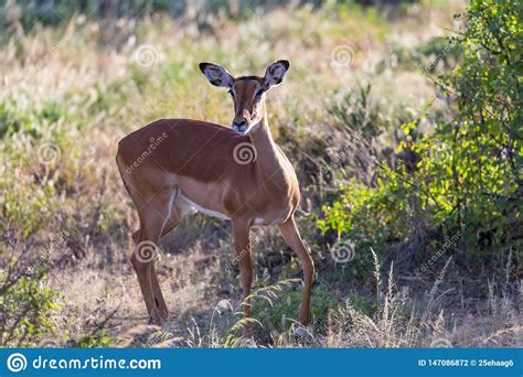 Un Retrato De Un Ant Lope Del Impala En La Sabana De Kenia Foto De