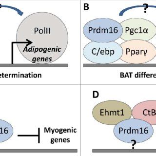 Prdm Domain Structure Prdm Can Be Partitioned Into Six Major