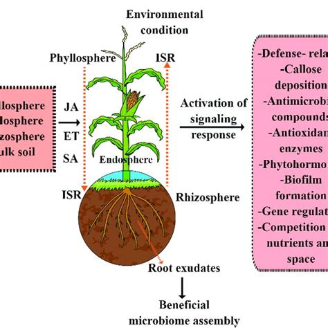 How Plant Microbiome Endosphere Phyllosphere Rhizosphere And Bulk