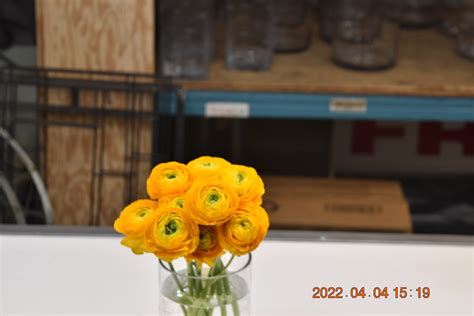 Ranunculus Cloni Yellow Iandf Design