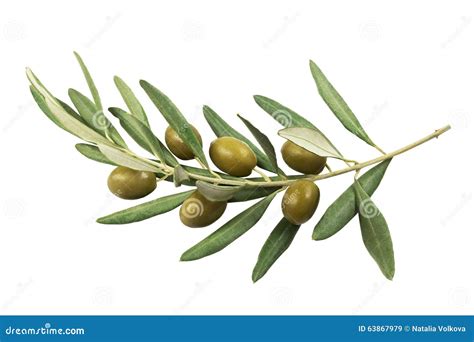 Olive Branch With Green Olives On A White Background Stock Photo