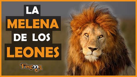 Top Imagen Leones Melena Abzlocal Mx