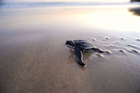 De La Playa A La Profundidad La Migración De Las Tortugas Marinas Grupo Tortuguero De Las