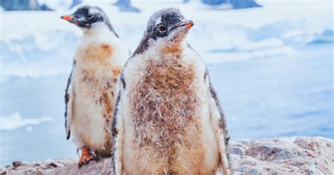 Same Sex Penguin Couple At Sydney Aquarium Successfully Hatch Adopted Egg The Irish News