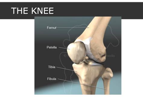 The Knee Flashcards Quizlet