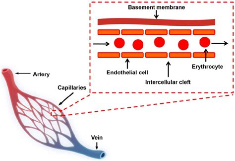 Schematic Diagram Of The Blood Circulatory System There Are Three