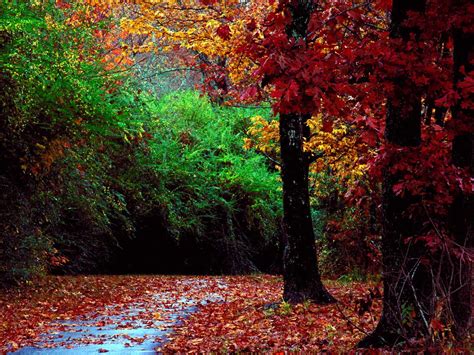 🔥 [50+] Autumn Forest Desktop Wallpapers | WallpaperSafari