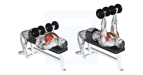 Hyght Dumbbell Fly Guide Benefits And Form