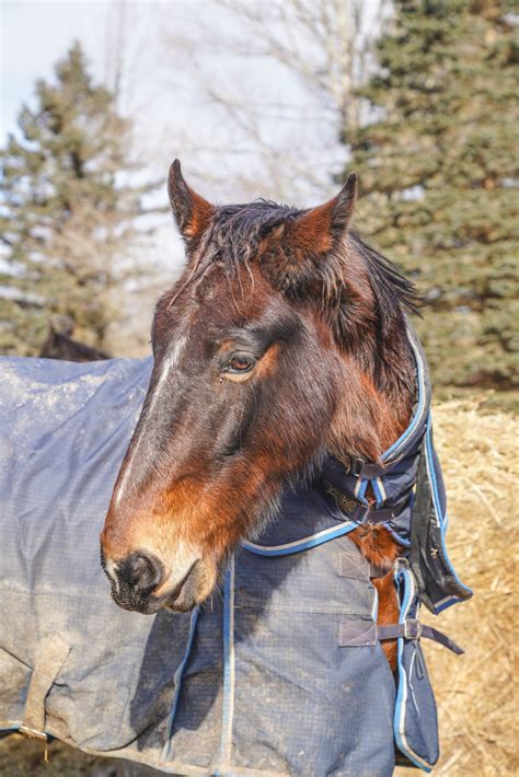 Chance: A Journey From Fear To Freedom – P'Nuts Freedom Farm