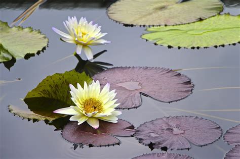 My Life in Gardens: WATER GARDENS