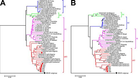 High Resolution Phylogeny Of Hbva Sequences Maximum Likelihood