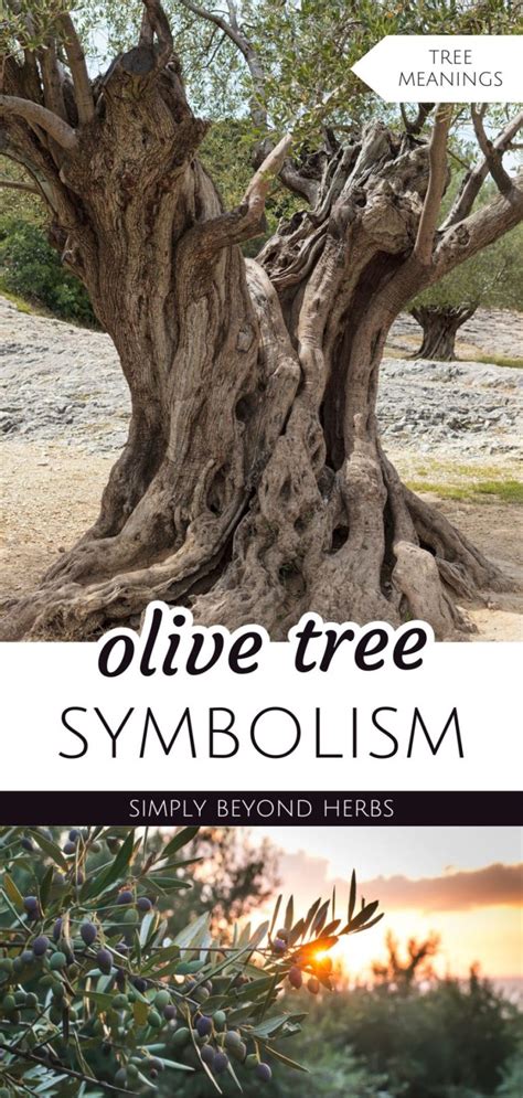 Olive Tree Symbolism: Ultimate Guide to Tree Meaning - SimplyBeyondHerbs