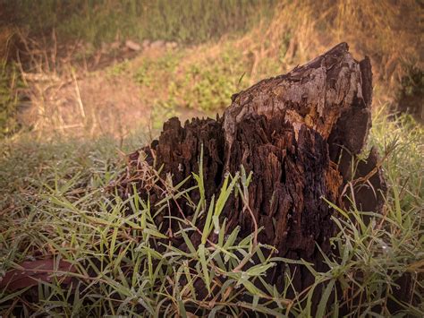 Why You Should Remove Stumps From Your Property