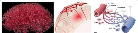 The Brain Vascular Network Left The Network Of Brain Vasculature