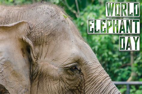 What And When Is World Elephant Day Worldatlas