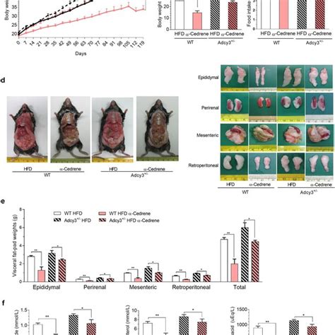 Eo771 Mammary Tumor Growth In Wild Type And Igfbp 3 Knock Out Mice On