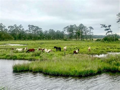 Escorted by Saltwater Cowboys, the Chincoteague Ponies make their 94th annual swim across the ...