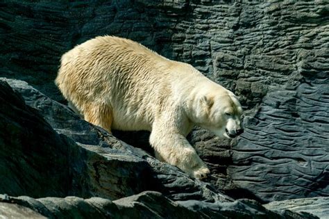 Premium Photo Polar Bear Close Up Portrait