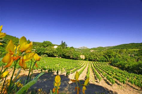 Languedoc-Roussillon Wine Package (Corbières) from £350pp – Wine ...