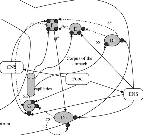 Diagram Of Acid Secretion Regulation G Are Cells Secreting Gastrin Download Scientific Diagram