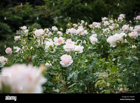 Rose 'Chandos Beauty' Stockfotografie - Alamy