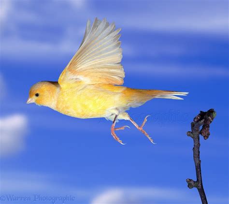 Canary in flight photo WP06572