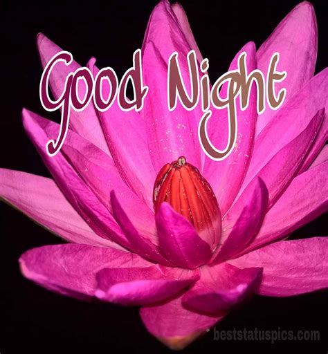 311 Beautiful Good Night Flowers Images Hd 2024 Best Status Pics