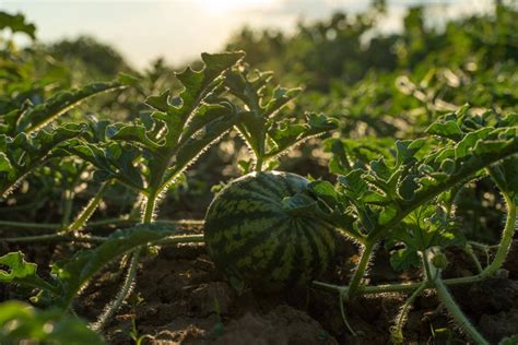 西瓜生长绿色西瓜种植园夏天农业西瓜场图片 包图网企业站