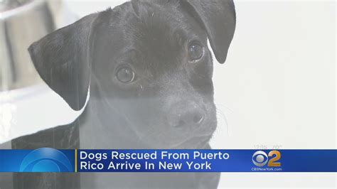 Dogs Rescued From Puerto Rico Arrive In New York Youtube