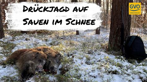 Drückjagd auf Sauen im Schnee YouTube