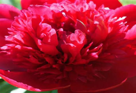 Red Grace Peony A Bold Statement Of Elegance The Green Thumb