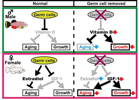 Reproductive Cells Drive Sex Dependent Differences In Lifespan Reveal