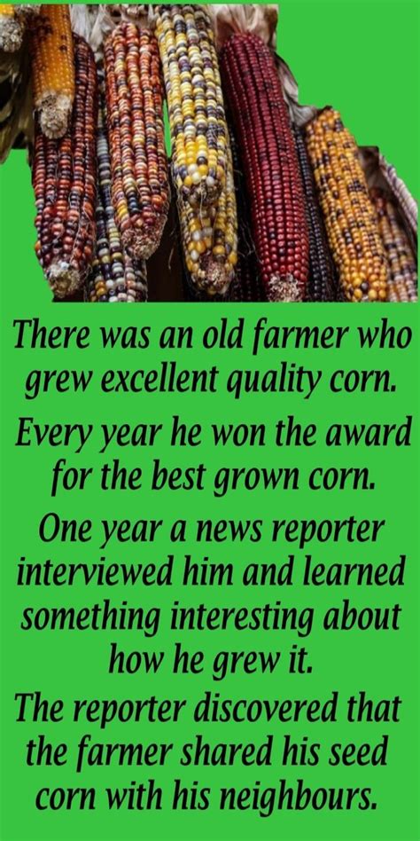 The Perfect Corn And Life Lesson Corn Corn Seed Corn Farmer