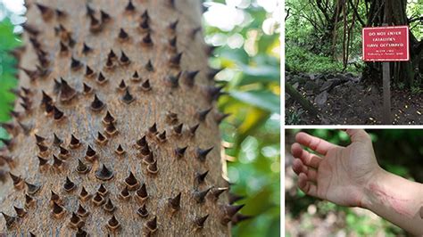 Most Dangerous Trees You Should Never Touch Youtube