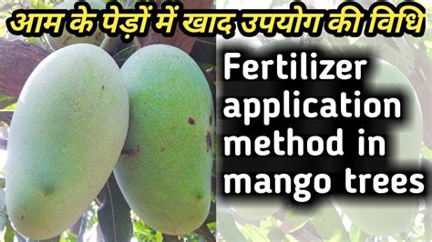 Best Fertilizer For Mango Tree आम के अच्छी फसल के लिए खाद का उपयोग