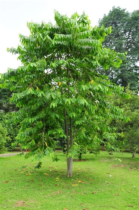 Picturethis Eusideroxylon Zwageri