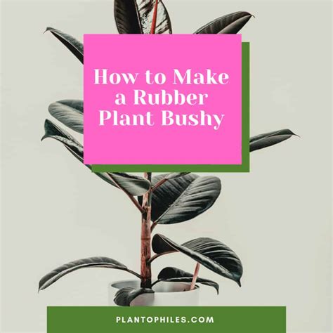how to make a rubber plant bushy