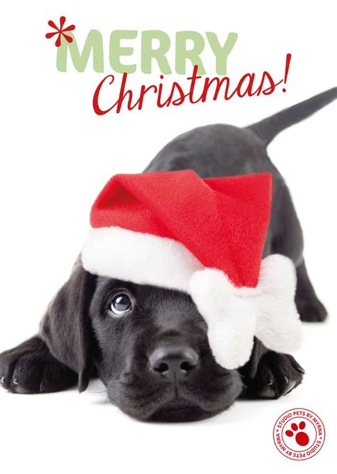 Studio Pets Kerstkaart Hondje Kerstmuts Greetz