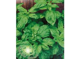 Пряные травы - купить семена от проверенного производителя.