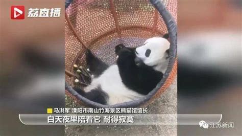 热闻 边撸熊猫边上学？全国首个大熊猫学院正式招生！网友：好可爱，想去