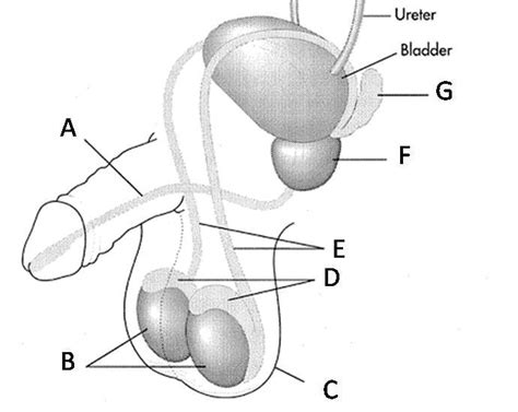 Male Reproductive System Diagram Quizlet