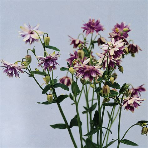 Akleja Aquilegia Vulgaris Purple Barlow