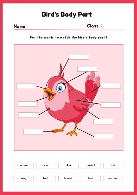 Embark On A Journey Of Discovery With Our Free Printable Bird Body Parts Worksheet Sharing