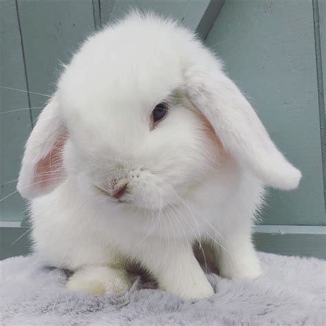 White Mini Lop Rabbit