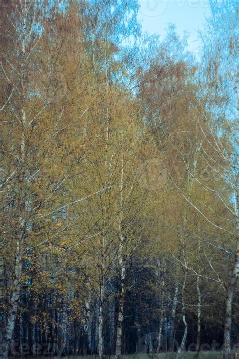 Birch trees in fall landscape photo 19575722 Stock Photo at Vecteezy