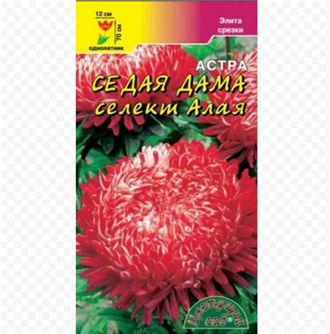 Астра "Седая дама" селект Алая, "Цветущий сад" | отзывы